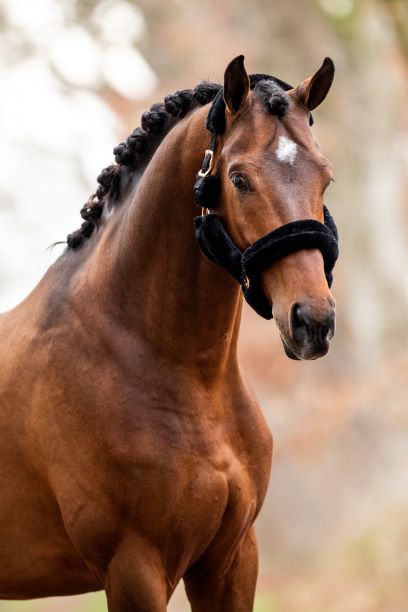 HB Showtime Rose Gold Halster Teddy Zwart