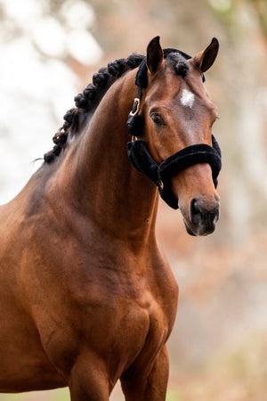 HB Showtime Rose Gold Halster Teddy Zwart