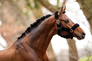 HB Showtime Rose Gold Halster Teddy Zwart