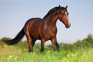 Horsefood Gastro Care Active Mix - Horse Musthaves