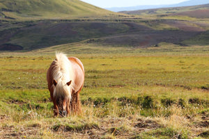 Horsefood Easy-Mix - Horse Musthaves