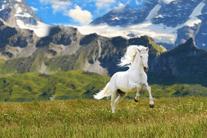 Horsefood Fit-Mix - Horse Musthaves