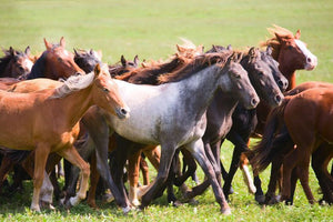 Horsefood Grow-Mix M&V - Horse Musthaves