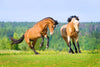 Horsefood Happy Summer-Mix - Horse Musthaves