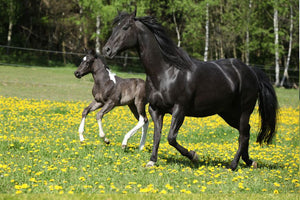 Horsefood Jaarling/merriebrok - Horse Musthaves