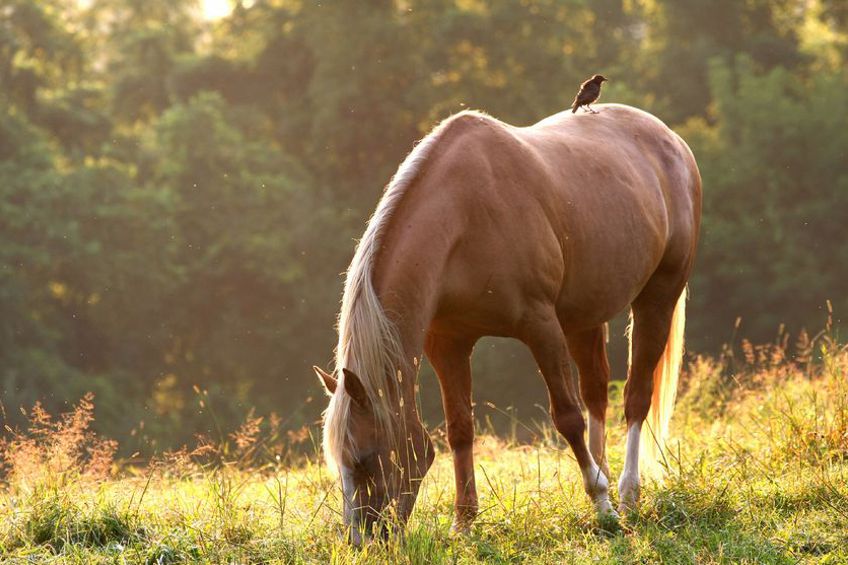 Horsefood Kernmixbrok - Horse Musthaves