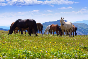 Horsefood Kruidenstruktuur-Mix - Horse Musthaves