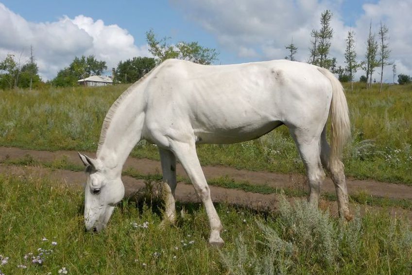 Horsefood Maïs Lijnzaadbrok - Horse Musthaves