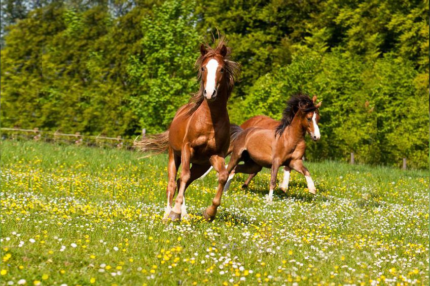 Horsefood Merriebrok-Bèta - Horse Musthaves