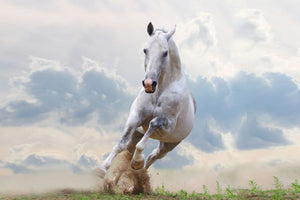 Horsefood Prestatiebrok - Horse Musthaves