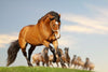 Horsefood ReFit Energybrok - Horse Musthaves