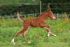 Horsefood Veulenkorrel Start - Horse Musthaves