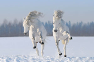 Horsefood XP-EQ Gistbrok - Horse Musthaves