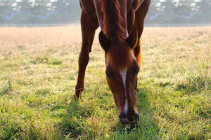 Horsefood Sport Recovery + - Horse Musthaves