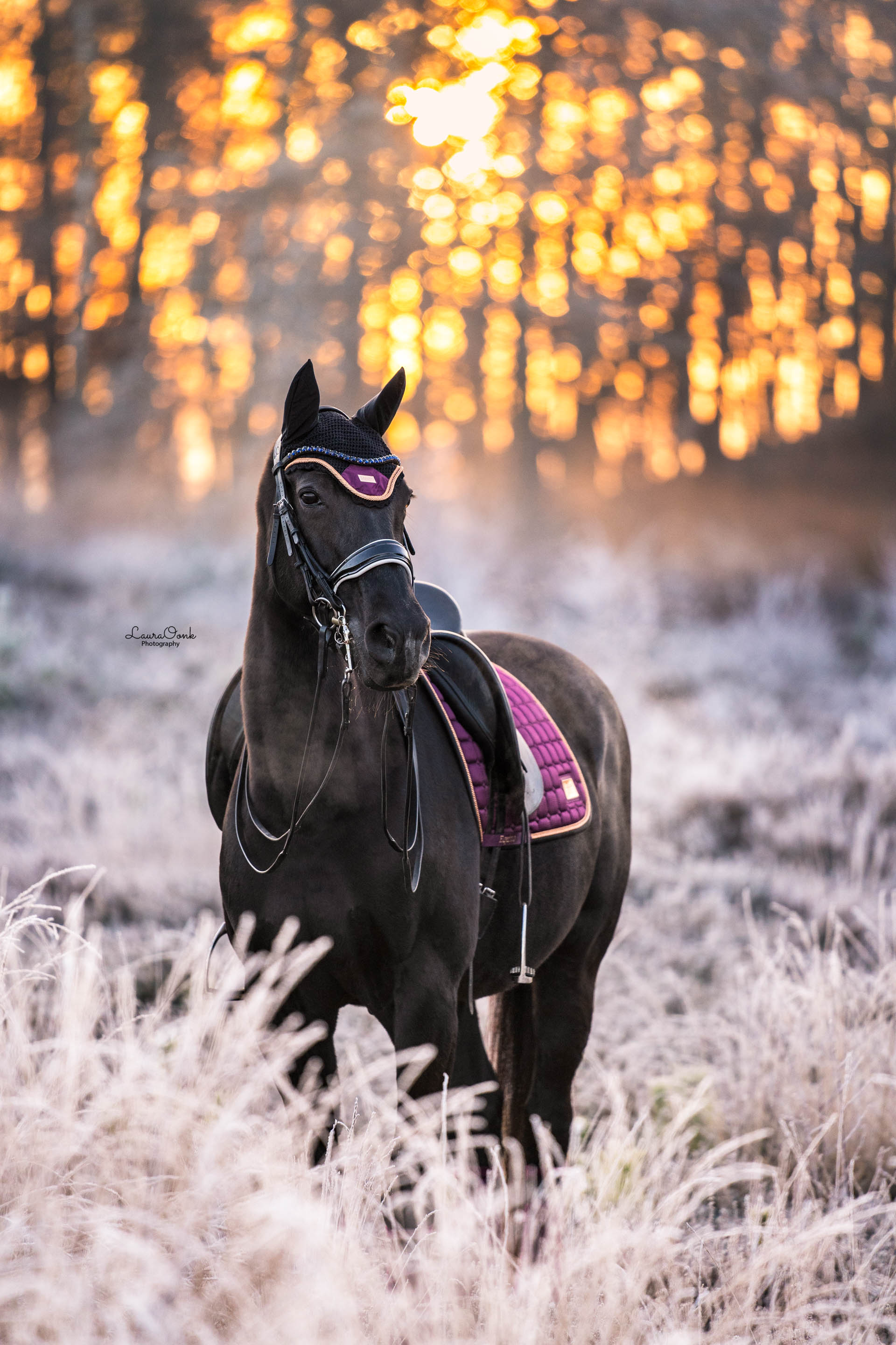 Equito Zadeldek - Plum Rose Gold - Horse Musthaves