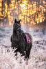 Equito Zadeldek - Plum Rose Gold - Horse Musthaves