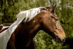 Horsefood Graanvrij-Mix - Horse Musthaves