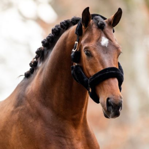 HB Showtime Rose Gold Halster Teddy Zwart