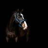 SD® HOLLYWOOD GLAMOROUS Halster - Blue Lagoon Glitter - Horse Musthaves