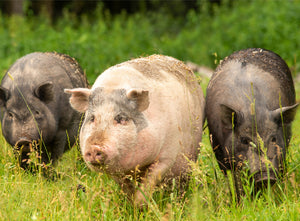 Van Gorp Varkens Muesli