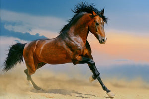 Horsefood Digest Control Brok - Horse Musthaves