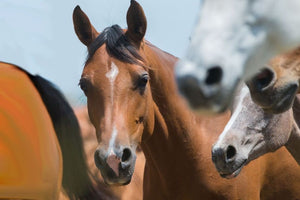 Horsefood All-round Paardenbrok - Horse Musthaves