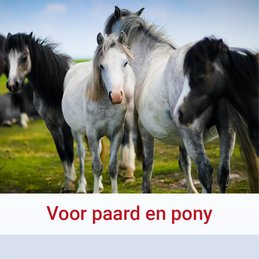 Pharmox Paard & Pony Glucosamine