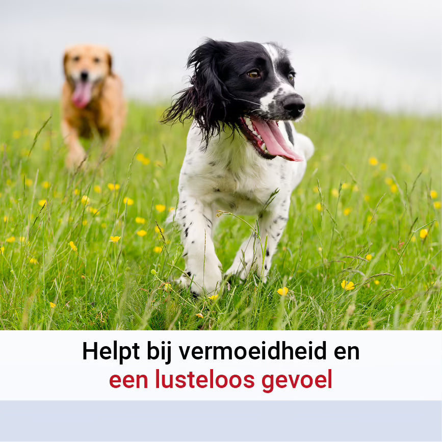 Pharmox Hond & Kat Magnesiumcitraat