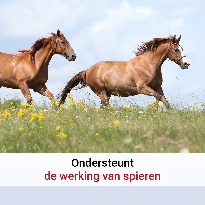 Pharmox Paard & Pony Magnesiumcitraat