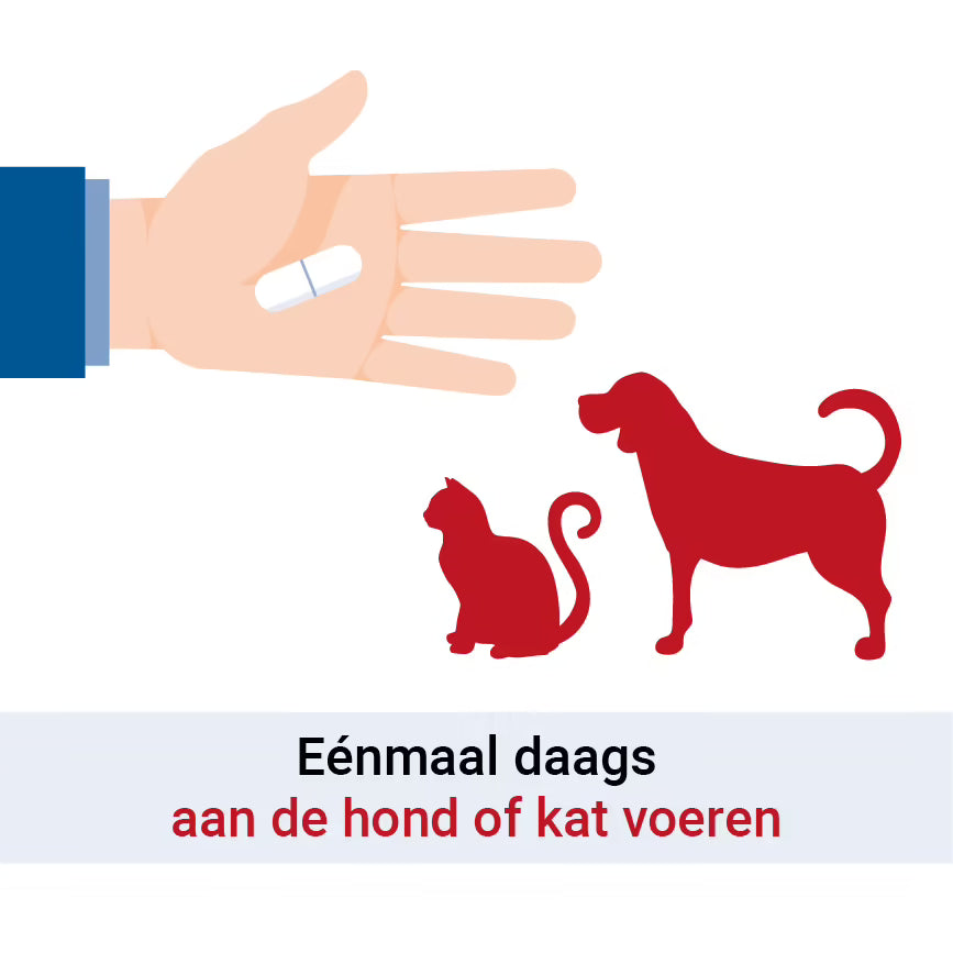 Pharmox Hond & Kat Groenlipmossel Complex Forte