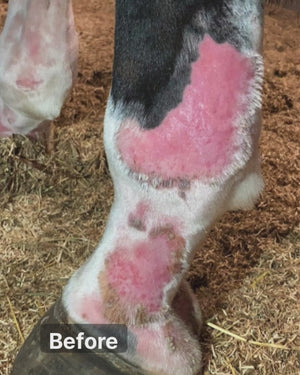 Doderm Hydro RepairGel Horse