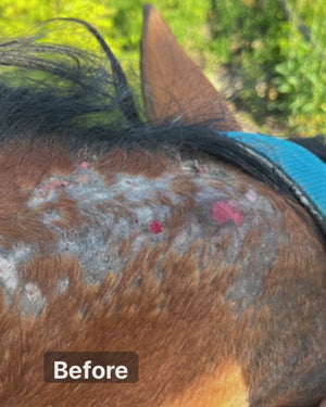 Doderm Hydro RepairGel Horse