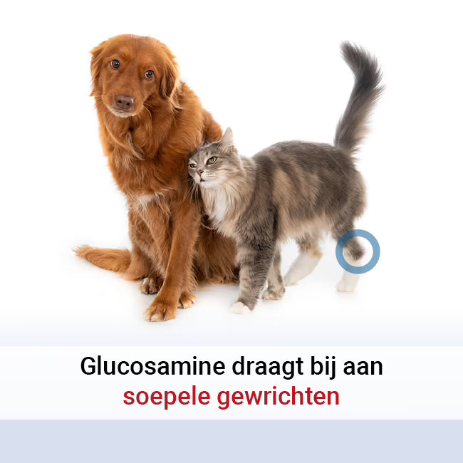 Pharmox Glucosamine Hond & Kat