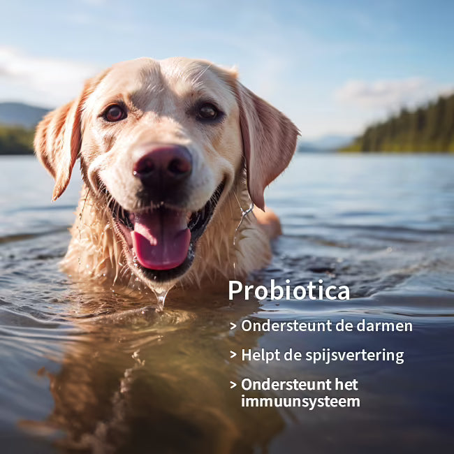 Pharmox Hond & Kat Probiotica